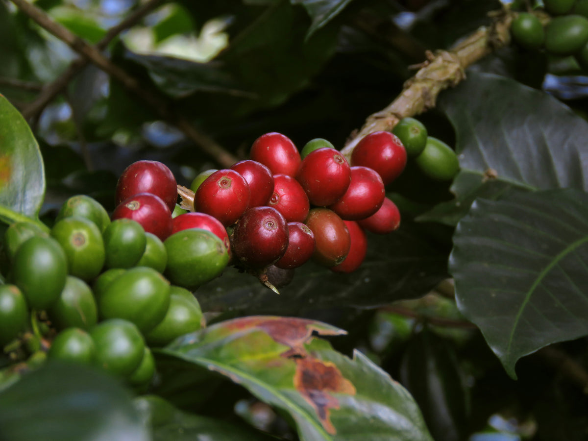 Café Especial Médio Natural Anaeróbico